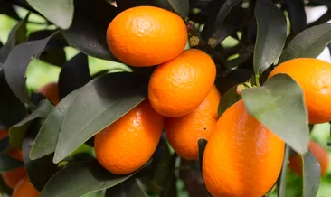 Kamkat Kumkuat Nedir? Kamkatın sağlığa 13 faydası!