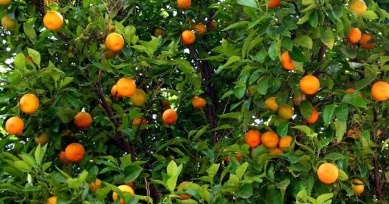 Ruyada Portakal Gormek Ne Anlama Gelir Ruyada Portakal Agaci Bahcesi Gormek Nasil Yorumlanir Son Dakika Yasam Haberleri