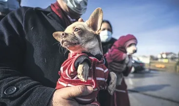 Sessiz köpekler için milyonluk boşanma