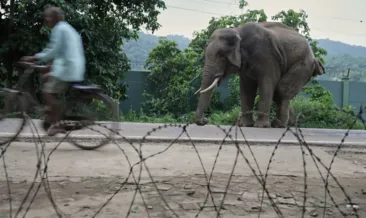 Hindistan’da fil sürüsünden korkunç saldırı: Köylüler ezilerek can verdi