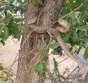 Elazığ’da 2 metrelik yılan paniği