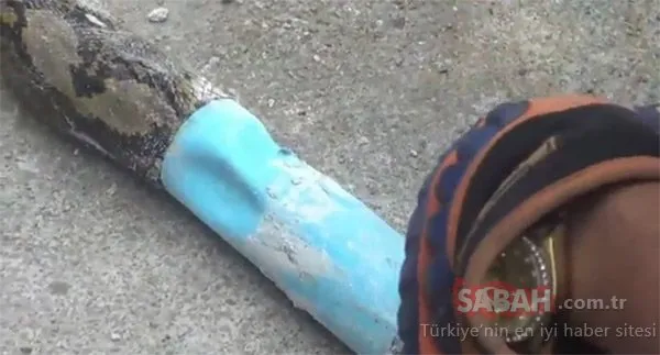 Sıkışan dev pitonu böyle kurtardılar!