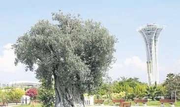 Asırlık zeytinler meyve verdi