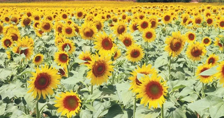 Ayçiçeğinin ‘stresine’ bayram öncesi yağışlar iyi geldi