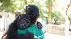 Sevindiren haber geldi! Yavru goril Zeytin Türkiye’de kalacak