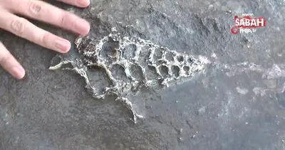 Kaya parçasında 70 milyon yıllık fosil | Video