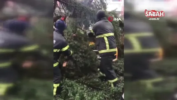 Fırtınadan devrilen ağaç taksilere zarar verdi