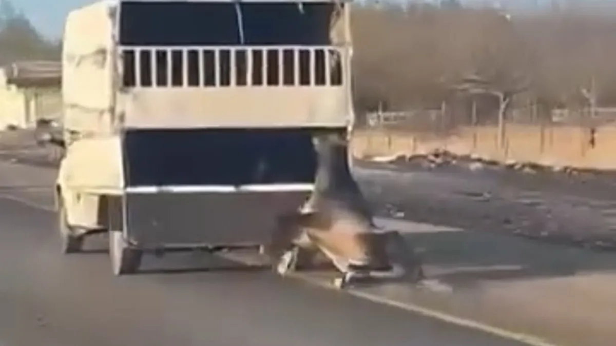 Batman’da akılalmaz görüntü kamerada: Kamyonetin arkasındaki at yolda sürüklendi! Batman’da akılalmaz görüntü kamerada: Kamyonetin arkasındaki at yolda sürüklendi!