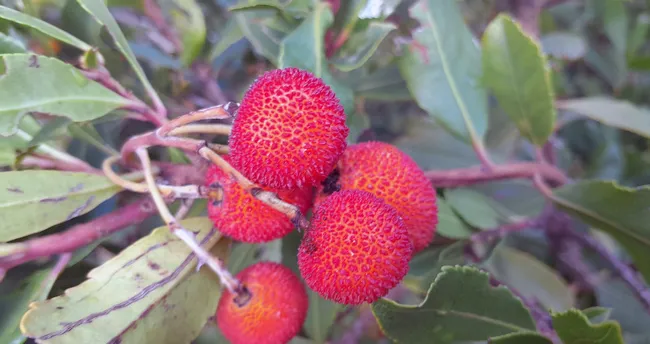 Siğilleri tek seferde kurutuyor, bağırsakları temizliyor! Doğanın binbir derde deva gizli şifası...