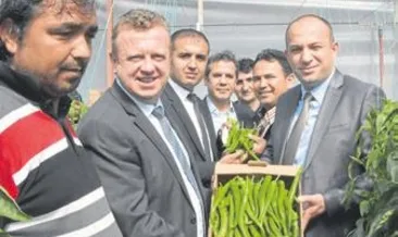 Yeni sivri biber ‘Özge’ tanıtıldı