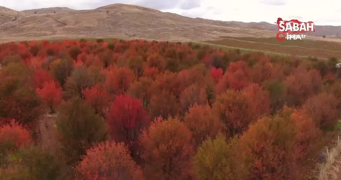 Sivas’ta Sonbahar manzarası mest etti | Video