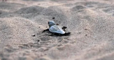 Deniz kaplumbağalarına tilki tehlikesi #mugla