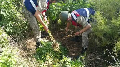 Diyarbakır'da kenevir operasyonu
