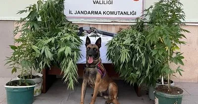 Evinin bahçesine kenevir eken 1’i kadın 2 kişi gözaltına alındı #afyonkarahisar