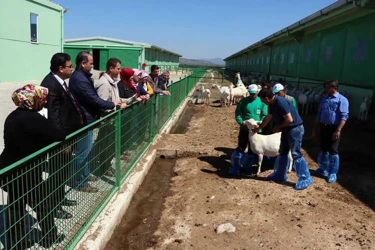 4 bin lira maaşla çoban yetiştiriyorlar Manisa’da çobanlık kursu