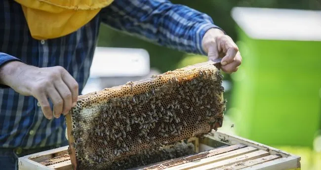 Polen Nasil Gunde Ne Kadar Tuketilir Polen Ac Mi Tok Mu Tuketilir Son Dakika Haberler