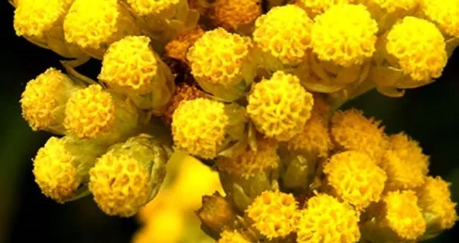 altin otu nedir faydalari nelerdir