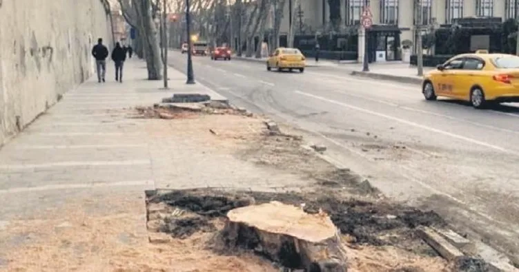 İBB yine reklam peşinde mi? Çırağan’daki ağaç katliamında dikkat çekici detay