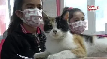 Okula sığınan 'Minnoş' kedi, uslu uslu ders dinliyor