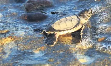 Yavru kaplumbağaların yaşam yolculugu başladı
