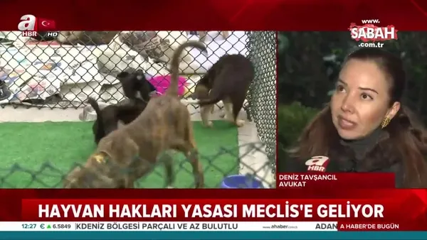 iste yeni hayvan haklari yasasi ve tum detaylari