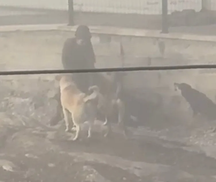 Hamile kadın sokak köpeklerinin saldırısına uğradı!