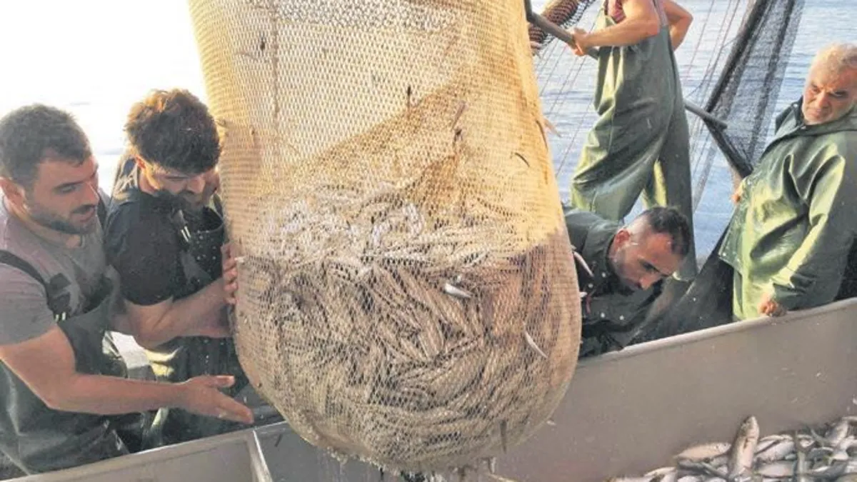 Balıkçılar palamuttan umutlu