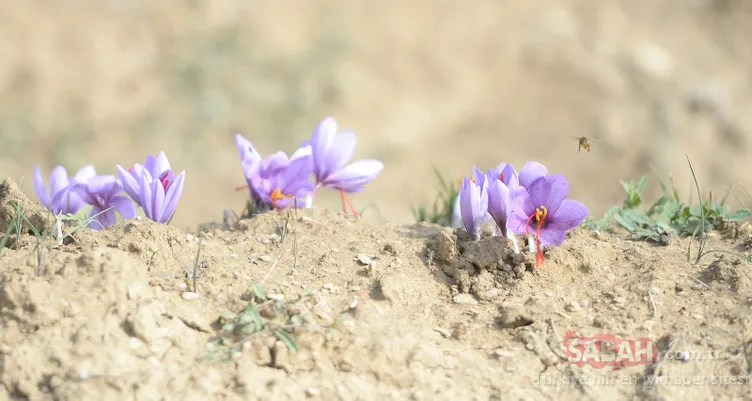 'Kırmızı altın' hasadı başladı!