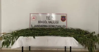Bingöl'de 3 noktada bin 939 kök kenevir ele geçirildi #bingol