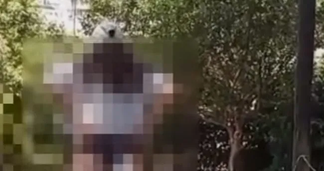 Bodrum’da çirkin olay! Hem polislere hem vatandaşlara taciz ve hakaret