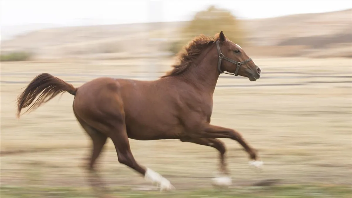 TMSF safkan İngiliz kısrağı ile tayını satacak TMSF safkan İngiliz kısrağı ile tayını satacak