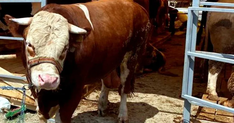 Kurbanlıklar hayvan pazarında satışa çıktı! Bin kiloluk ‘Tosun Paşa’ pazarın gözdesi oldu
