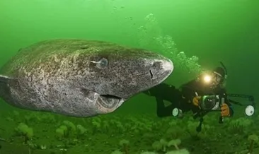 Dile kolay 512 yaşında