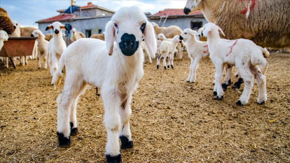 Kırsalda Küçükbaş Bereketi... İşte projede merak edilenler