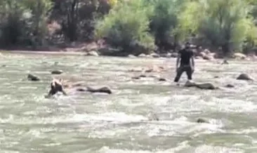 Zap Suyu’na kapılan ayıyı raftingciler kurtardı Zap Suyu’na kapılan ayıyı raftingciler kurtardı