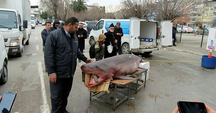 Mudanyalıların köpek balığı sevgisi