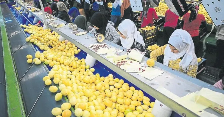 Limon ihracatında dikkat çeken artış