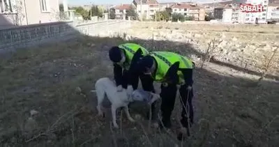 Jandarma köpeğin hayatını böyle kurtardı | Video