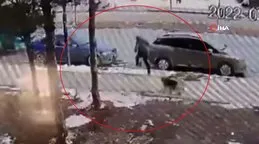 SON DAKİKA: Sivas’taki köpek dehşeti kamerada! Metrelerce havaya uçarak...
