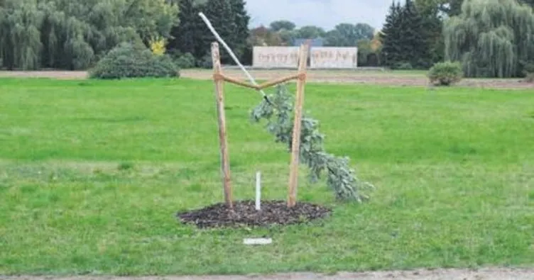 Türk kurban anısına dikilen ağaç kesildi