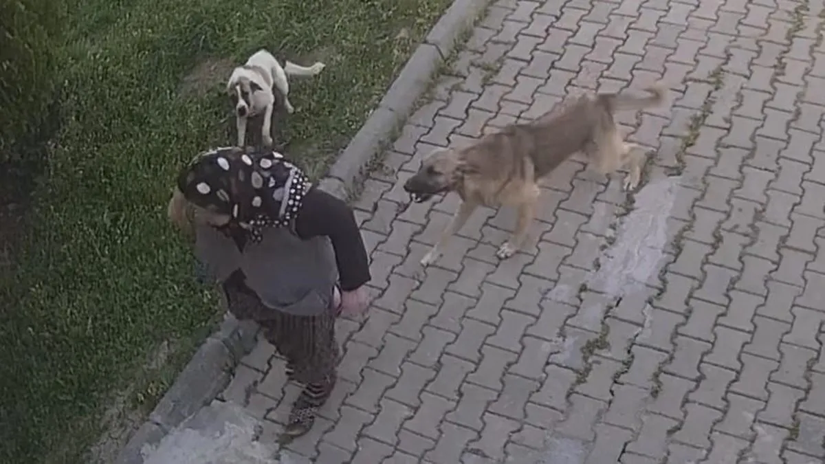Başıboş köpek dehşeti kamerada Yaşlı kadın tanınmaz hale geldi