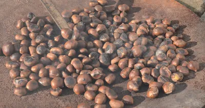 Sipariş yağıyor! Kilosu 20 lira...