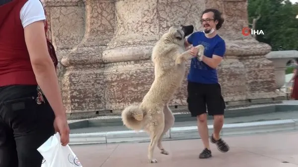 Son Dakika Haberi: İstanbul'da sokak köpeği samimiyeti ilerletince nasıl kaçacağını şaşıran vatandaş kamerada | Video