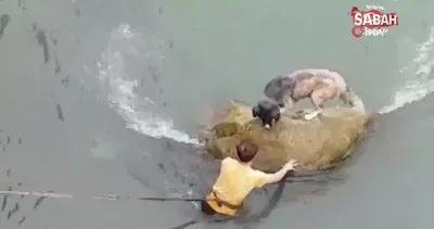 Harşit Çayı içindeki kayada mahsur kalan köpeği vatandaşlar böyle kurtardı