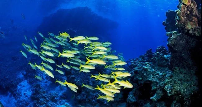 Okyanuslardaki oksijen azalıyor