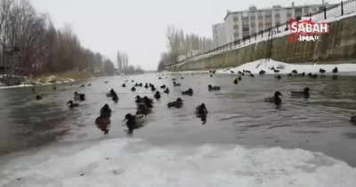 Sibirya’dan göç eden yeşilbaşlı ördekler Bayburt’u sevdi | Video