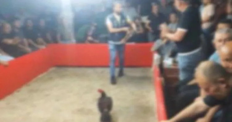 Hayvan koruma derneğınde horoz dövüşü!