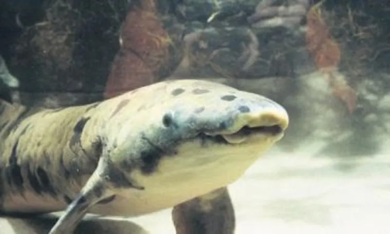 sabah