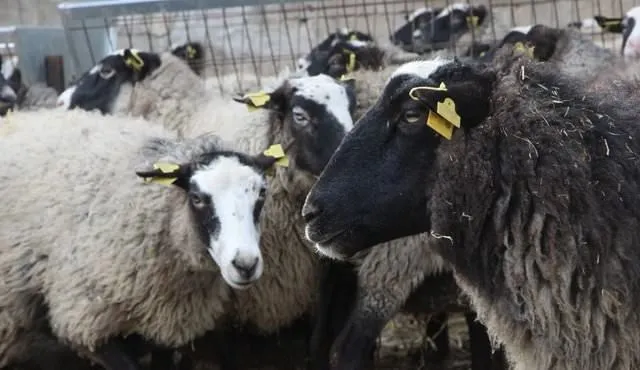 Ukrayna’dan getirdiği koyunlar beşer beşer doğurdu