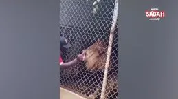 Hayvanat bahçesinde dehşet anları kamerada! Aslan, bakıcısının parmağını böyle kopardı